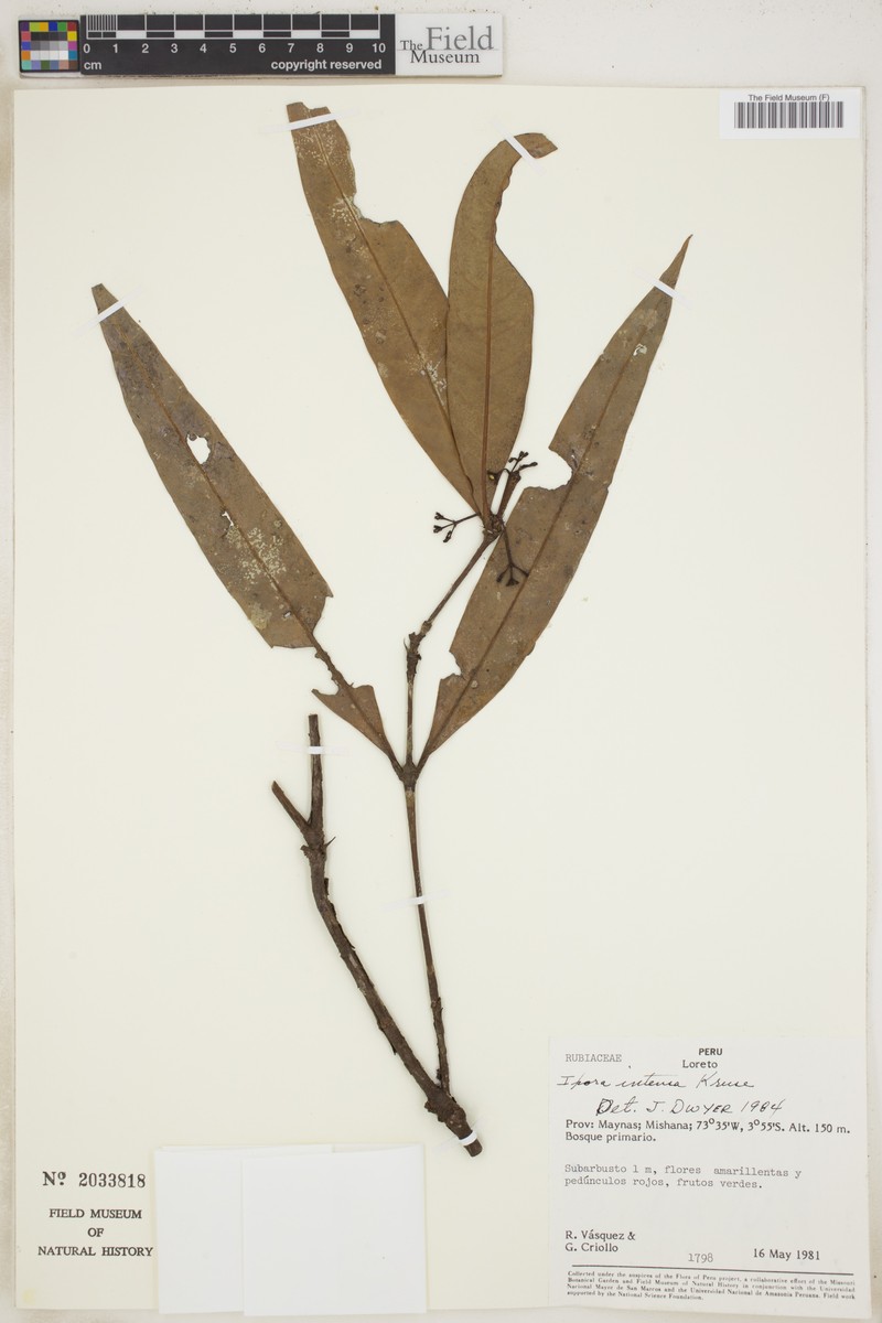 Ixora vasquezii