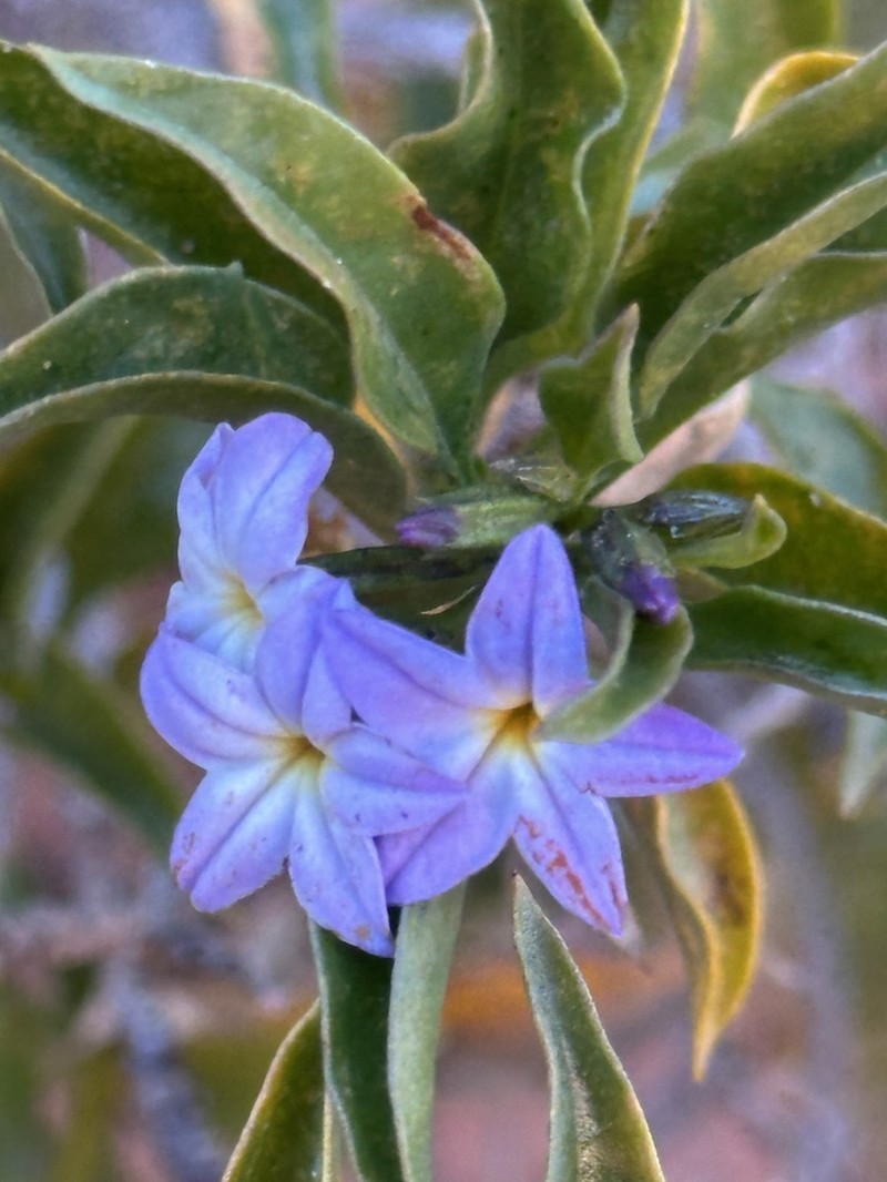 Ixorhea tschudiana