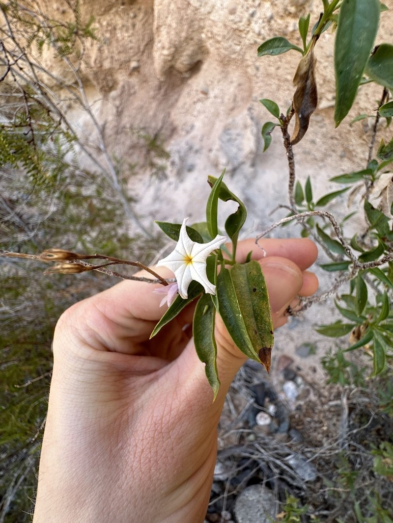 Ixorhea tschudiana photo 2