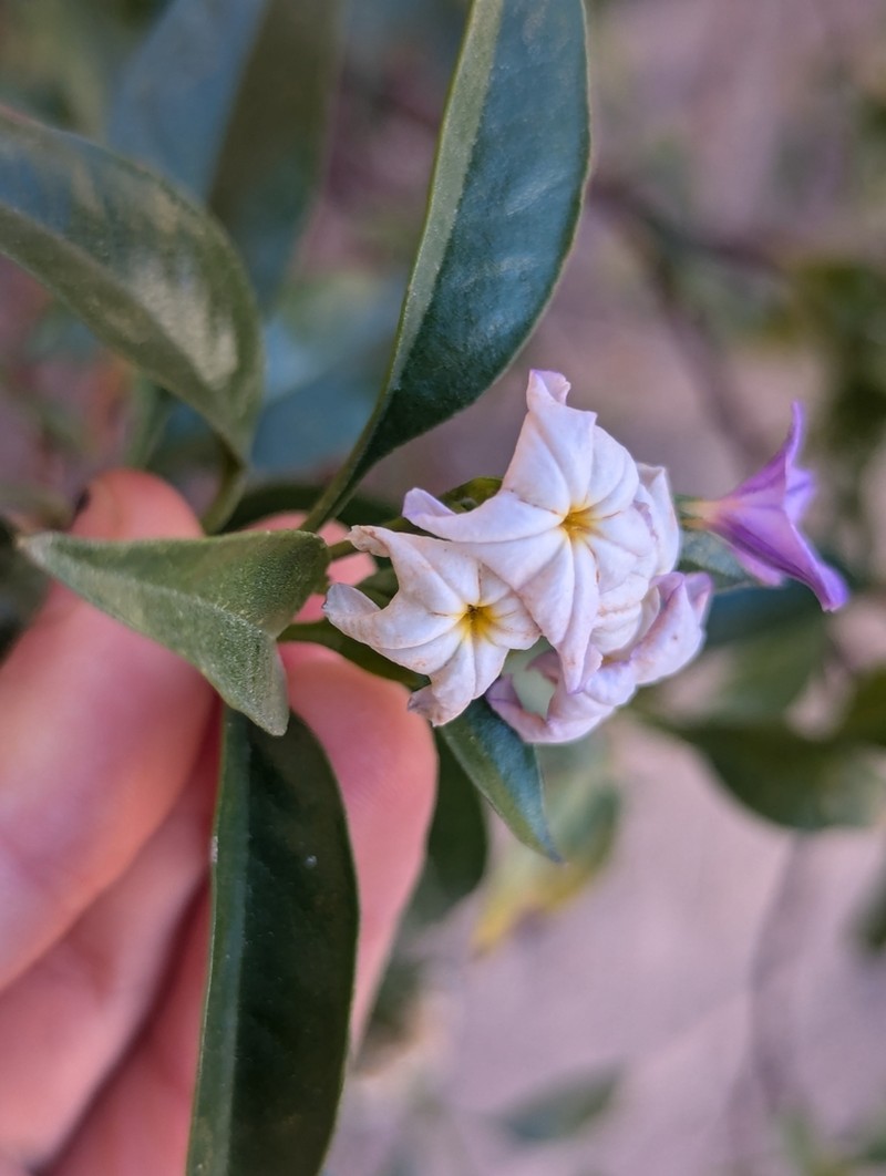 Ixorhea tschudiana photo 3