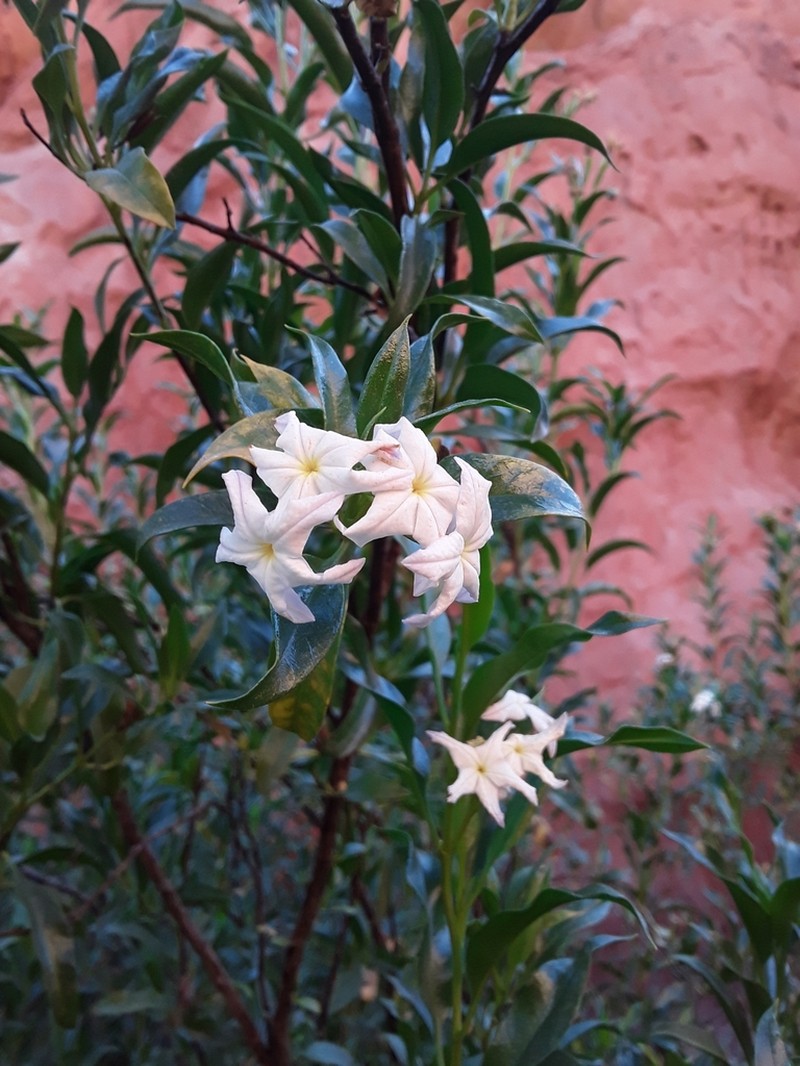Ixorhea tschudiana photo 8