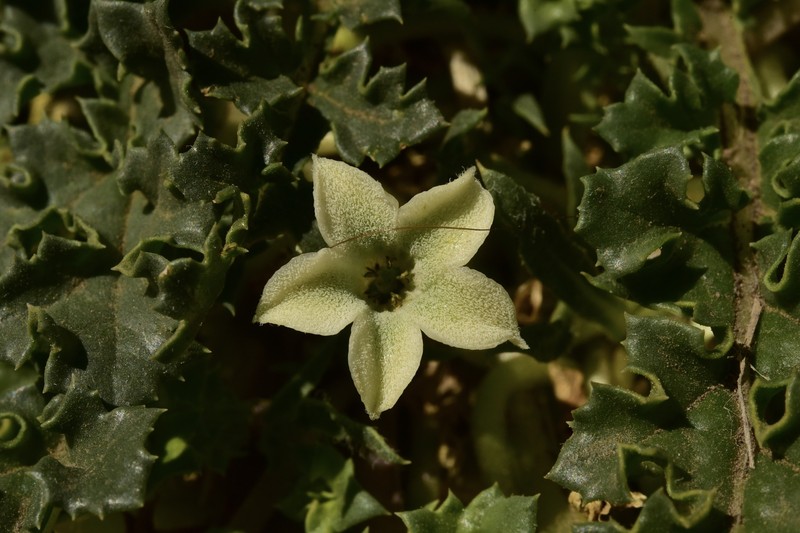 Jaborosa caulescens var. caulescens