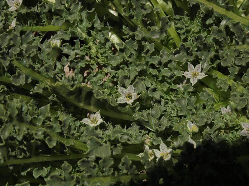 Jaborosa caulescens var. caulescens photo 2