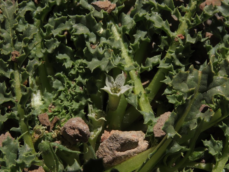 Jaborosa caulescens var. caulescens photo 3