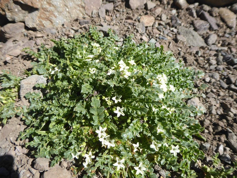 Jaborosa caulescens var. caulescens photo 4