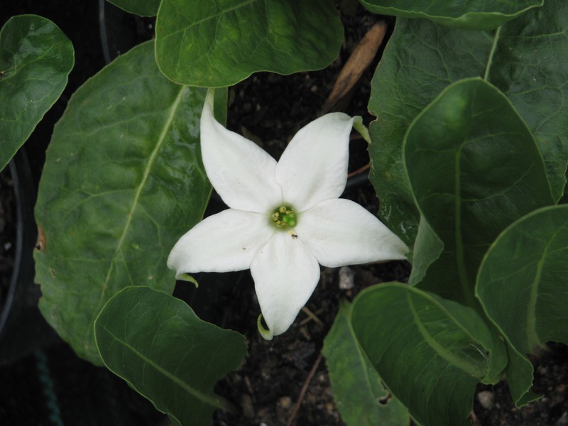 Springblossom photo 2