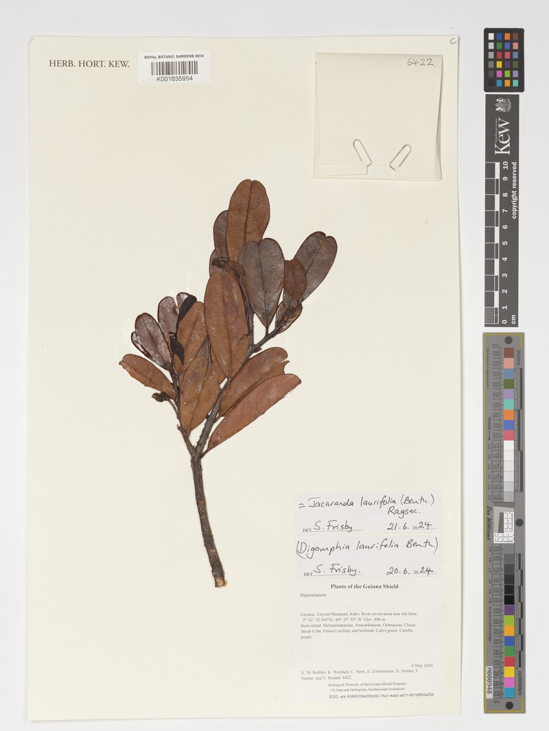 Jacaranda laurifolia