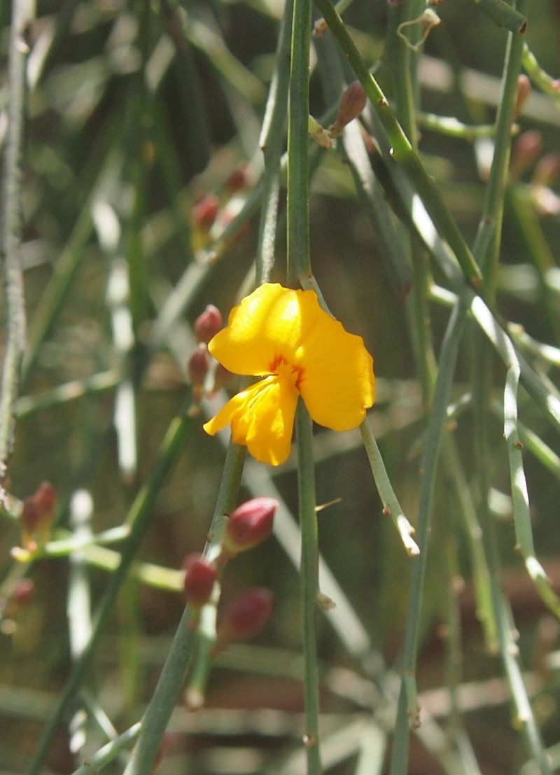 Jacksonia scoparia