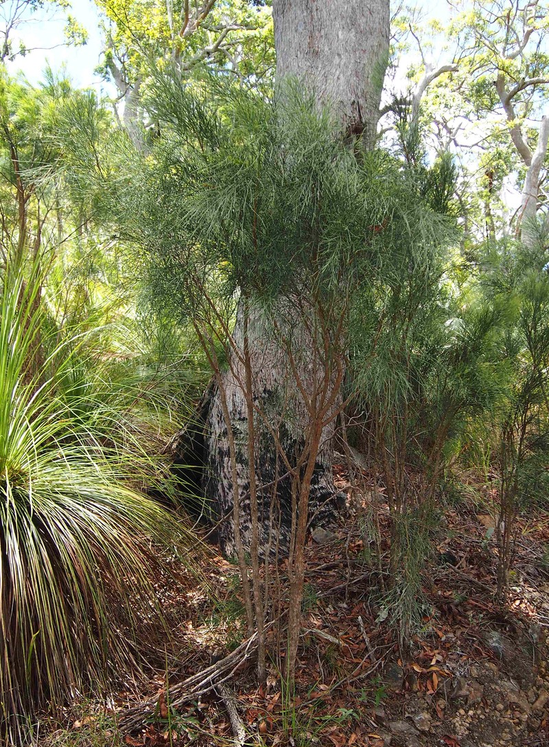 Jacksonia scoparia photo 2