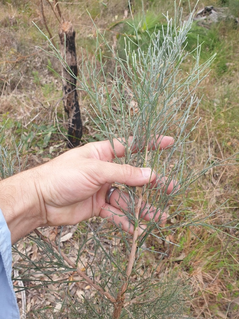 Jacksonia scoparia photo 3