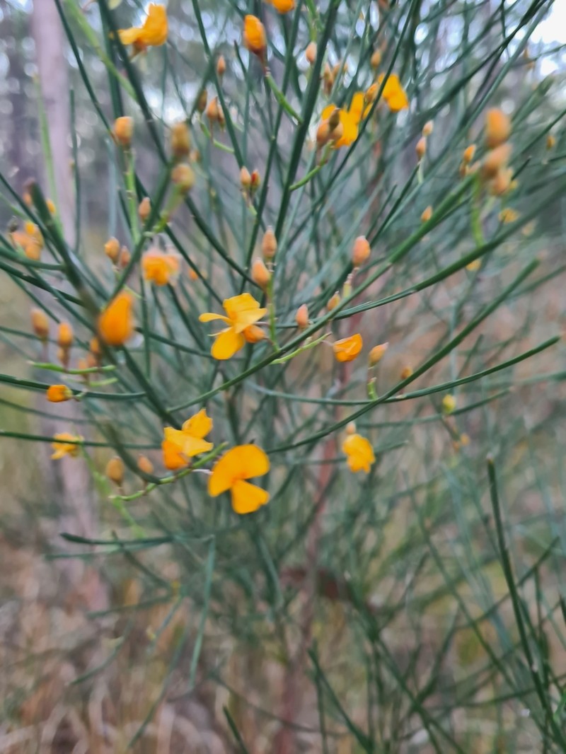 Jacksonia scoparia photo 4