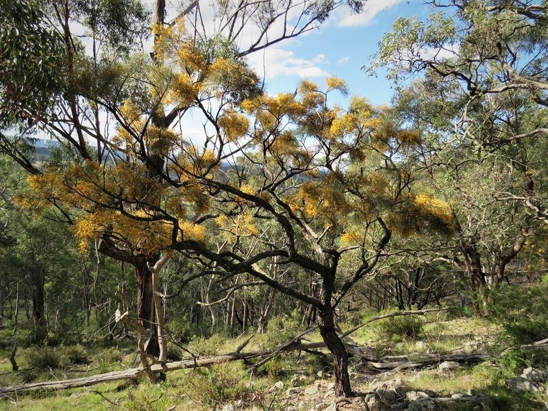 Jacksonia scoparia photo 5