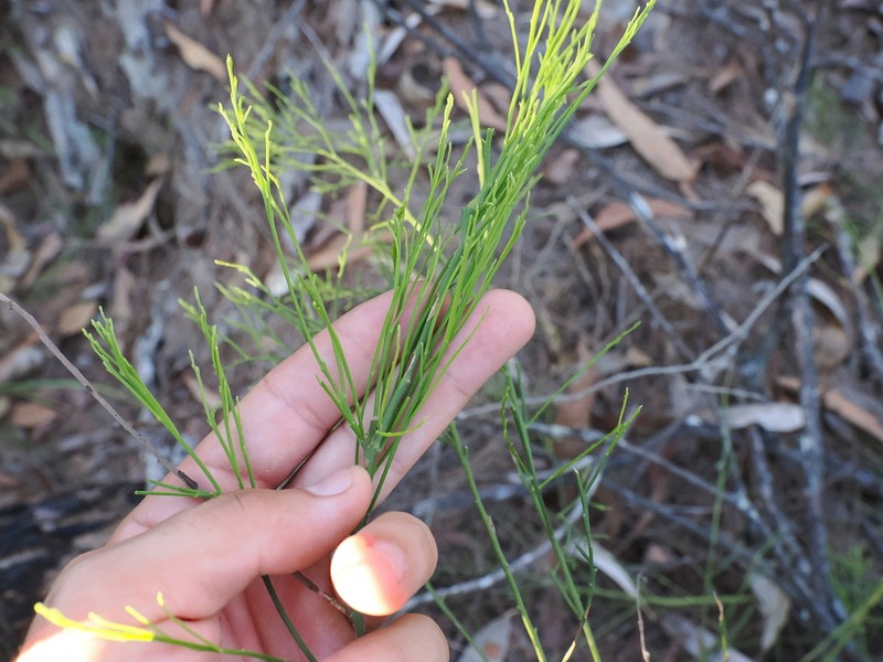 Jacksonia scoparia photo 6