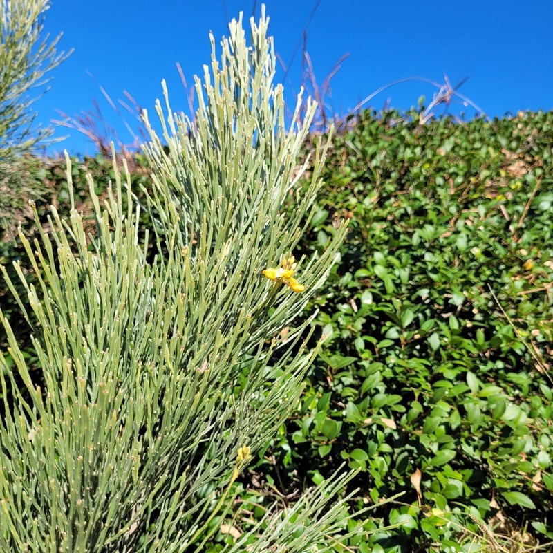 Jacksonia scoparia photo 7