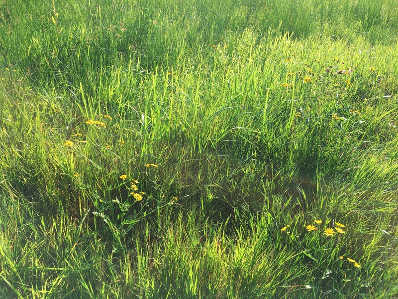 Water Ragwort photo 8