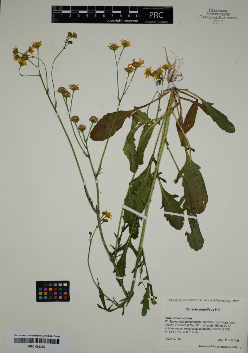 Jacobaea aquatica subsp. aquatica