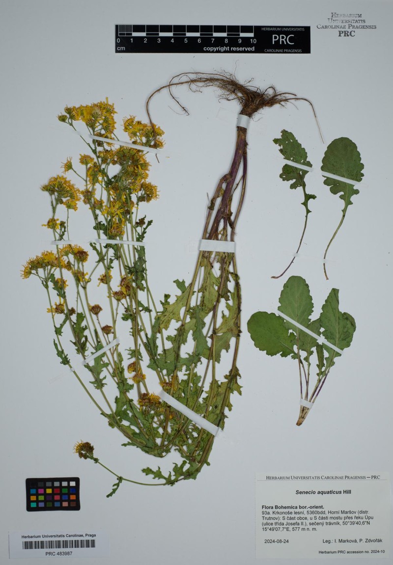 Jacobaea aquatica subsp. aquatica photo 2