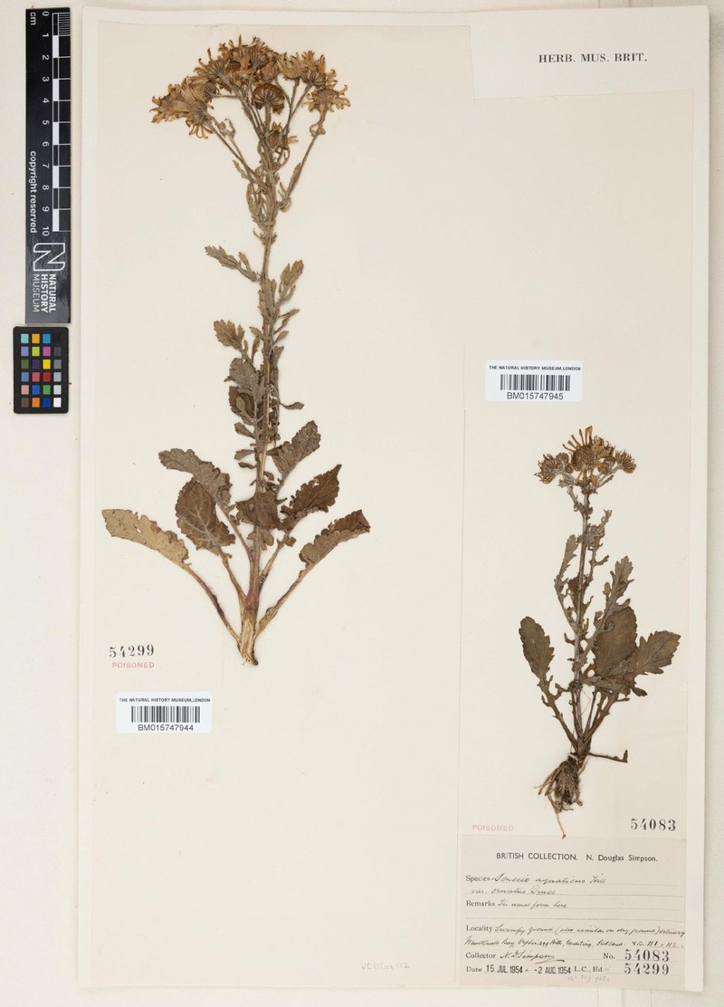 Jacobaea aquatica subsp. ornata