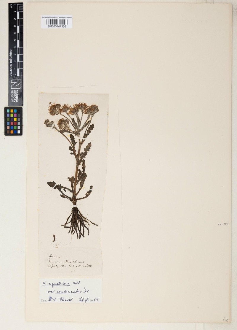 Jacobaea aquatica subsp. ornata photo 3