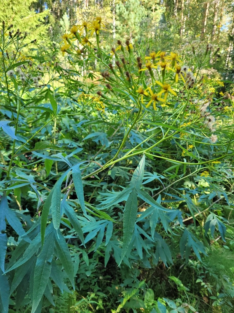 Aleutian Ragwort