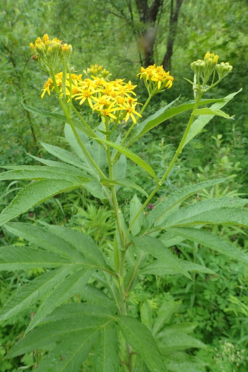 Aleutian Ragwort photo 2