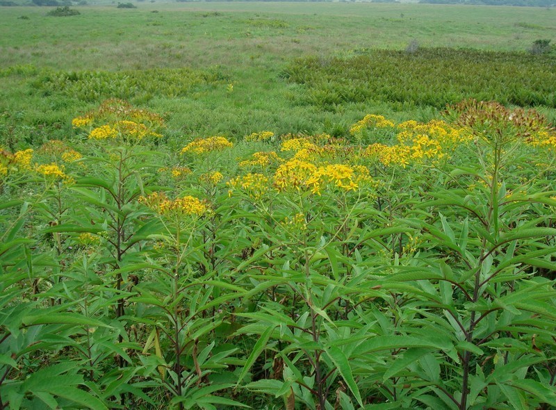 Aleutian Ragwort photo 3