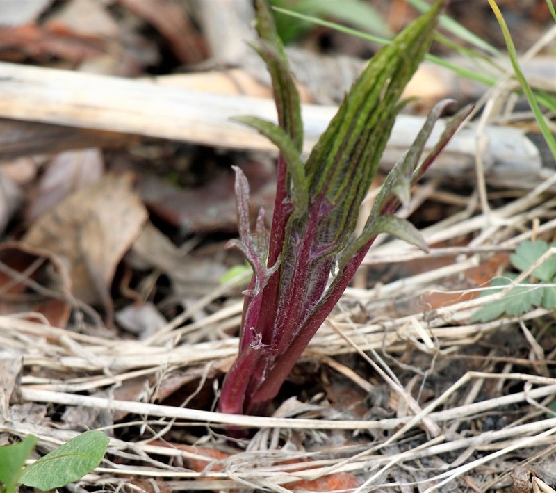 Aleutian Ragwort photo 4