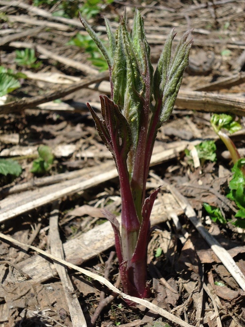 Aleutian Ragwort photo 5
