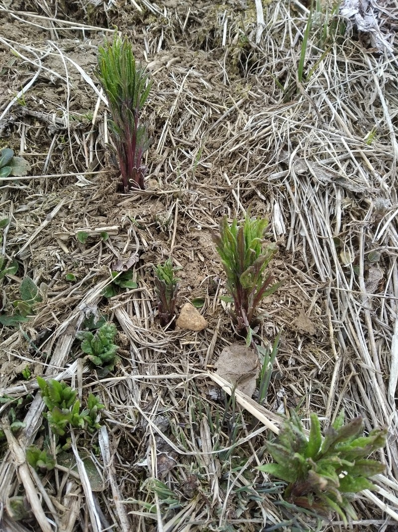 Aleutian Ragwort photo 6