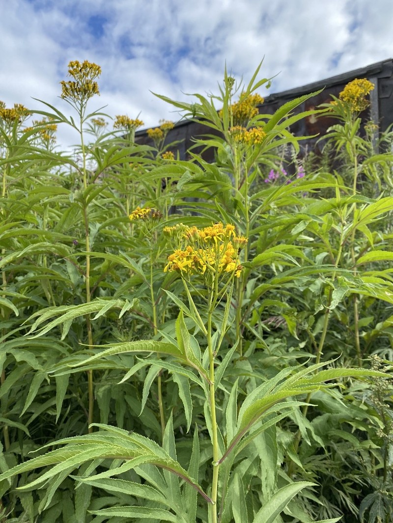 Aleutian Ragwort photo 7