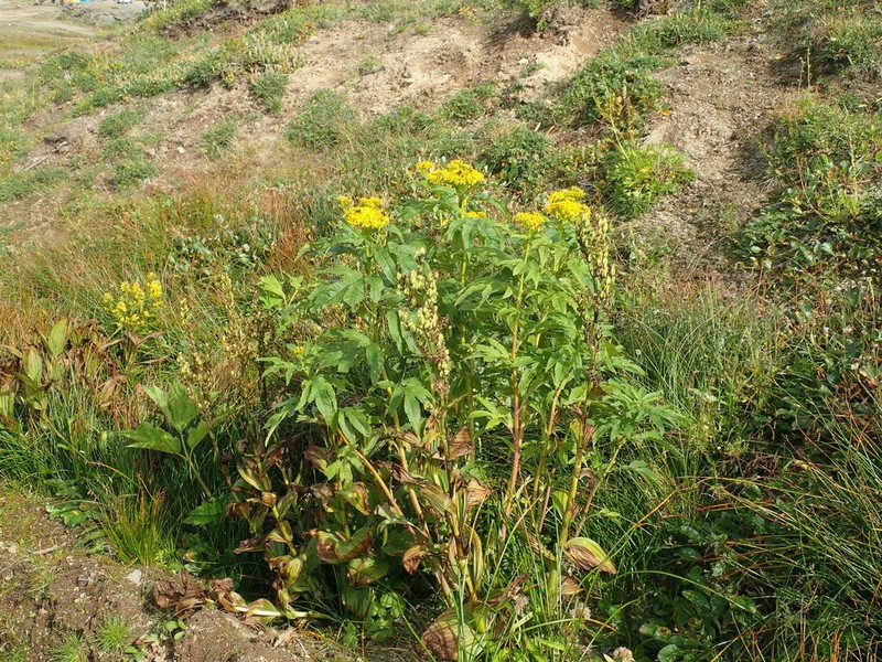 Aleutian Ragwort photo 8