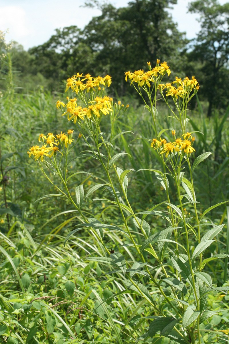 Jacobaea chassanica photo 3