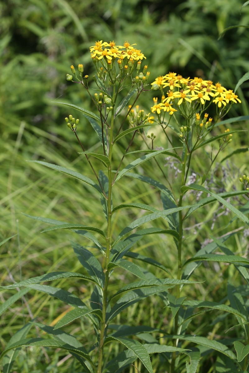 Jacobaea chassanica photo 4