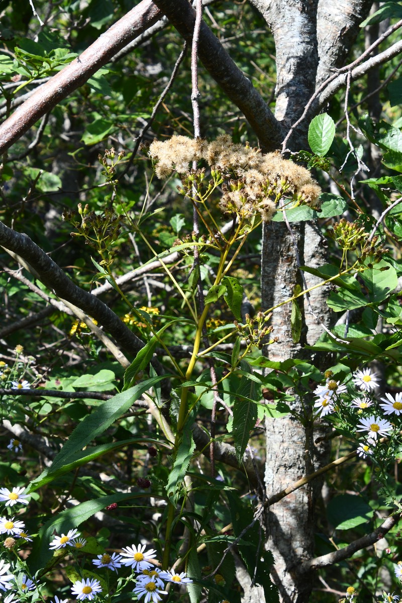 Jacobaea chassanica photo 7