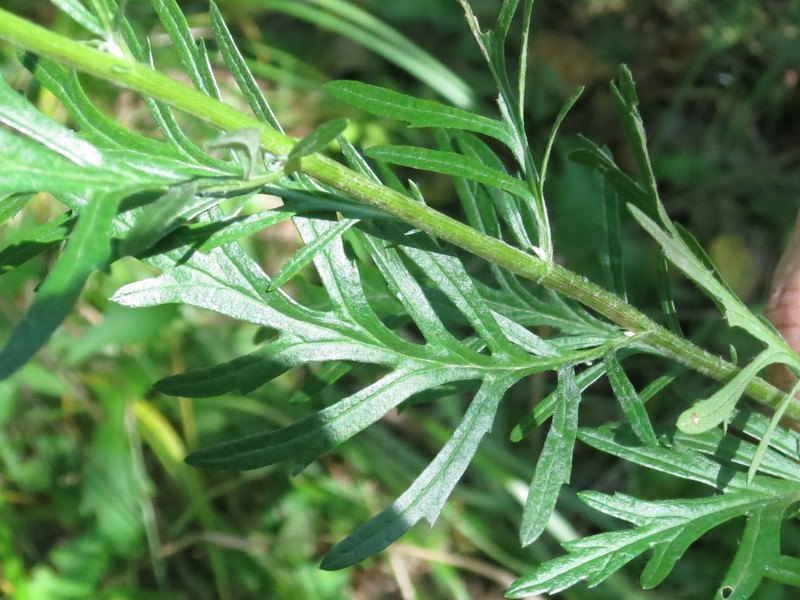 Hoary Ragwort photo 5