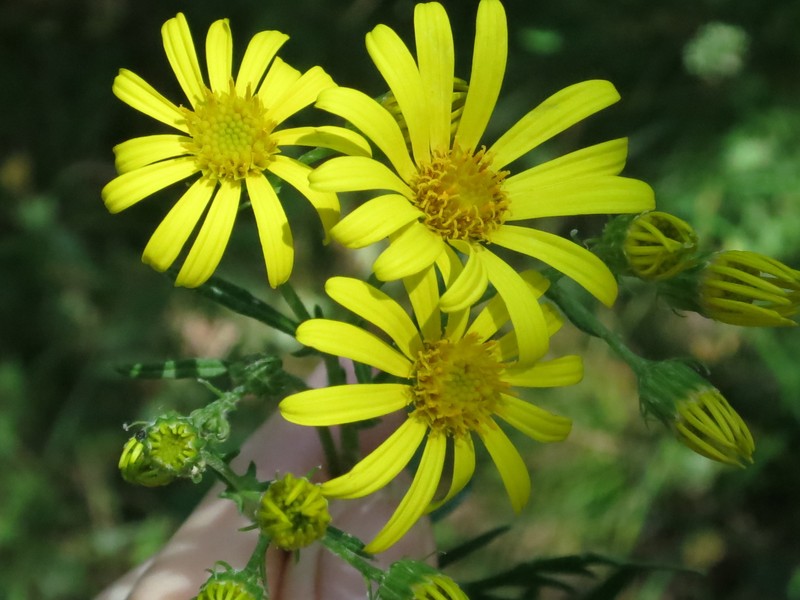 Hoary Ragwort photo 6