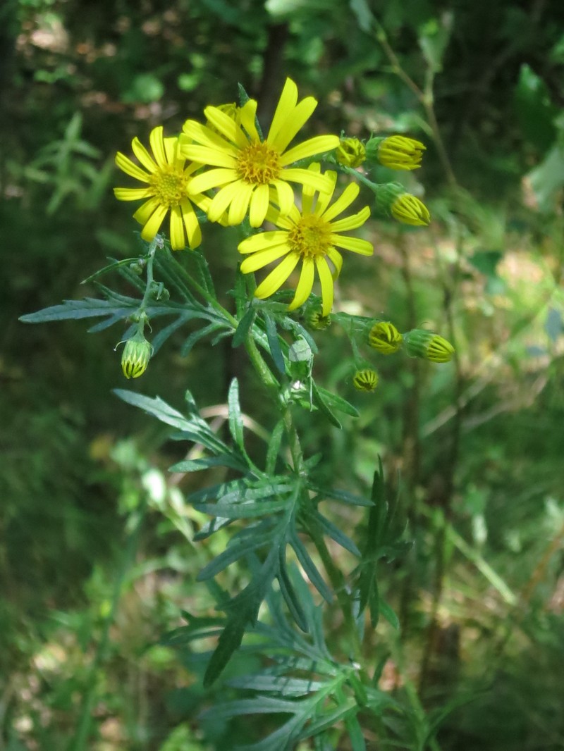 Hoary Ragwort photo 7