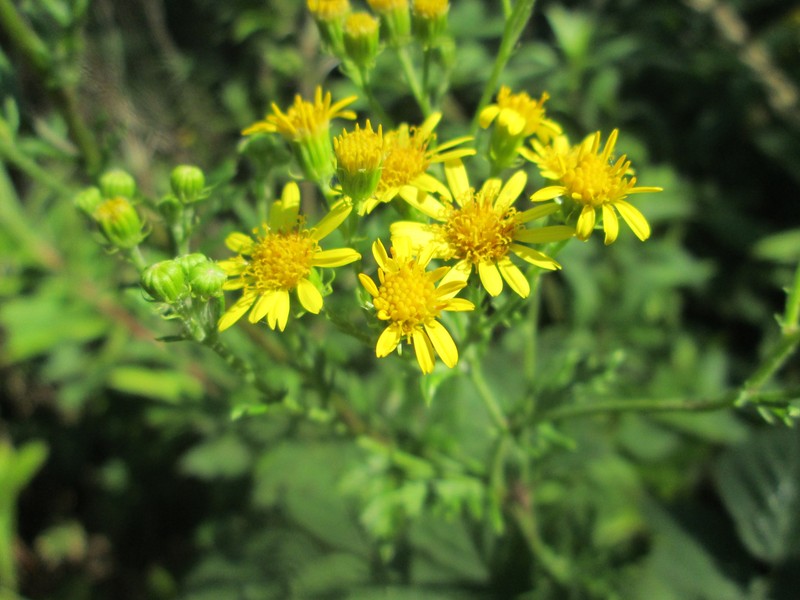 Hoary Ragwort photo 8