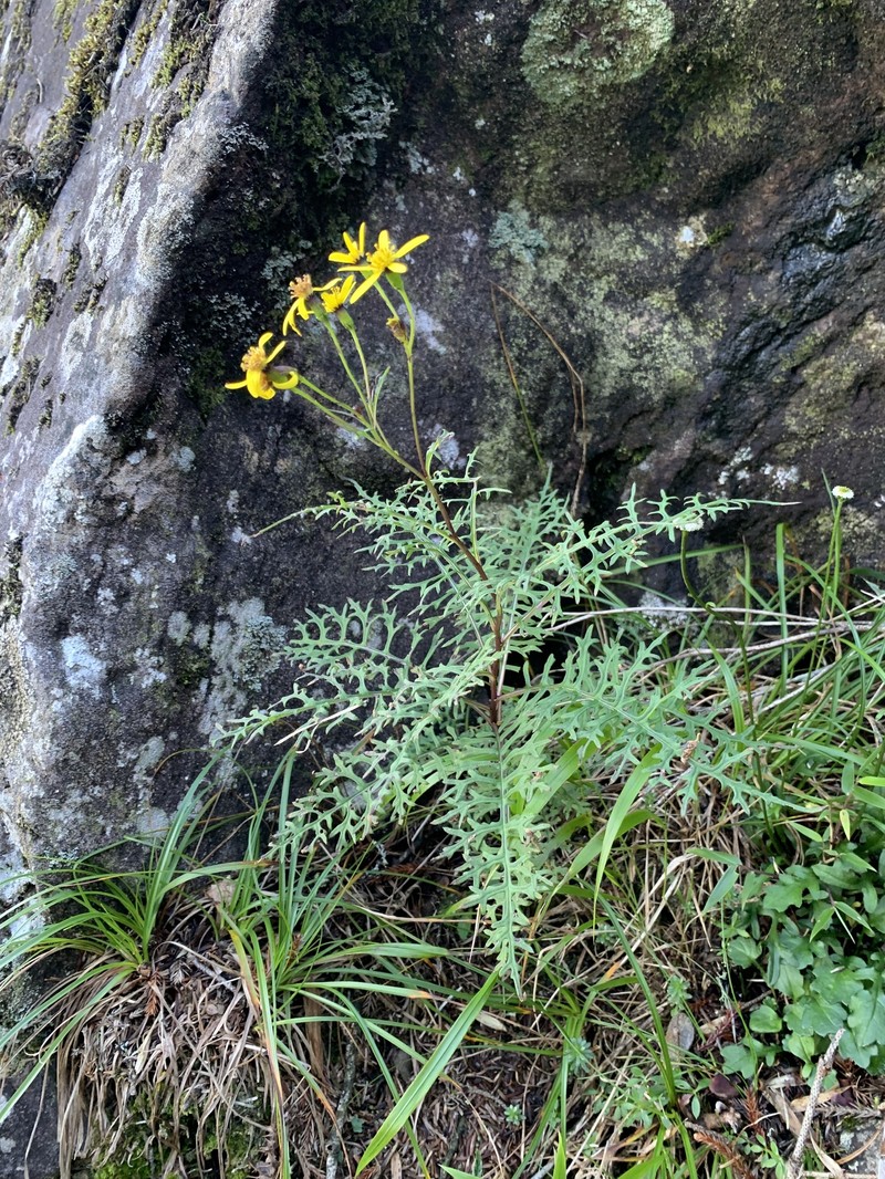 Jacobaea kuanshanensis