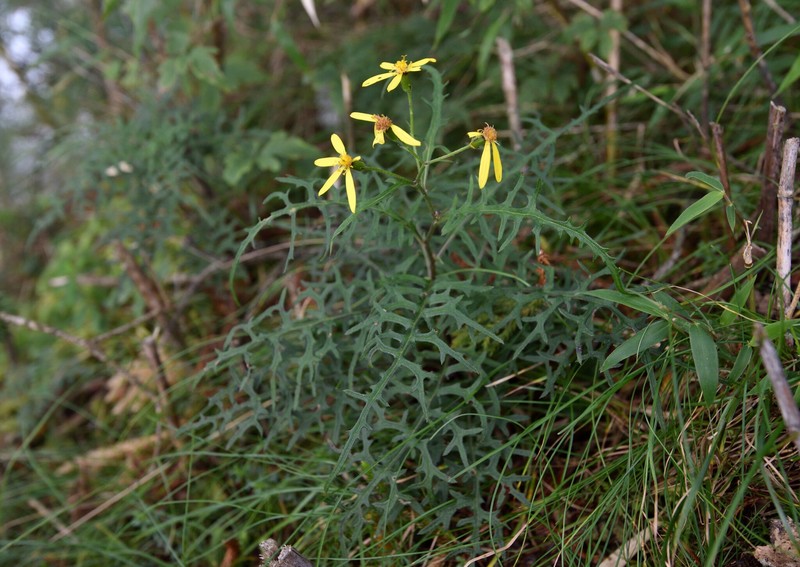 Jacobaea kuanshanensis photo 2