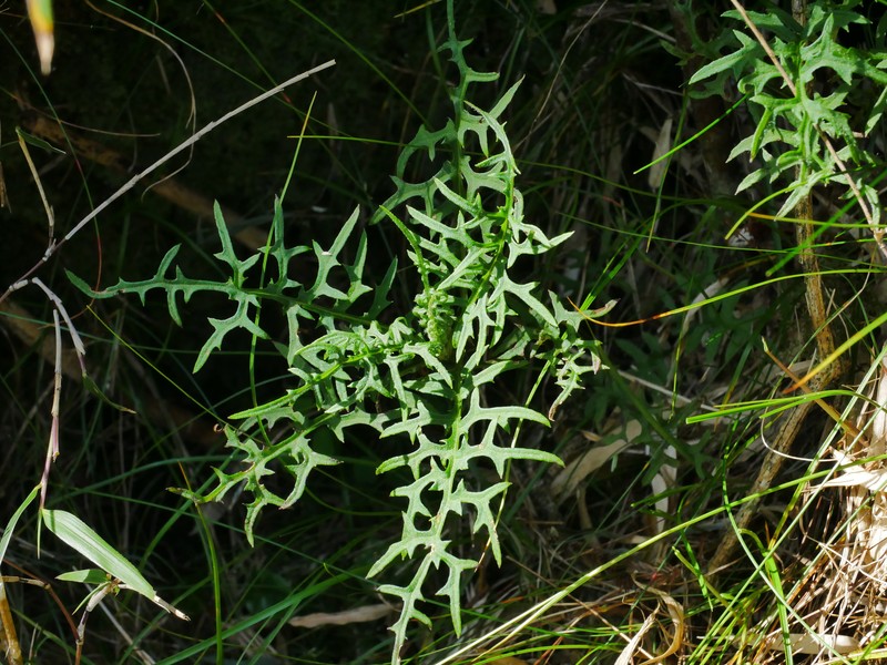 Jacobaea kuanshanensis photo 4