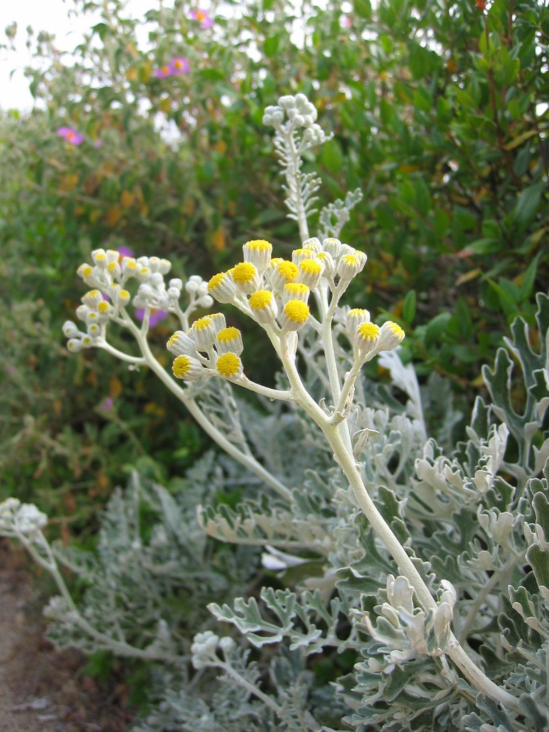 Dusty Miller photo 5
