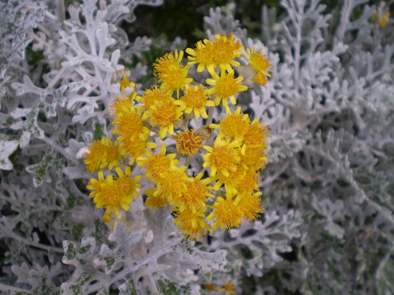 Dusty Miller photo 6