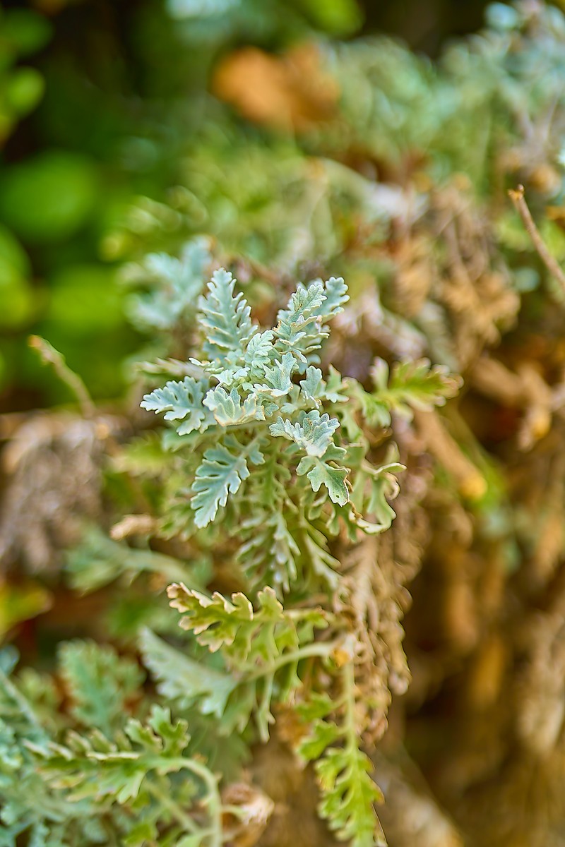 Dusty Miller photo 7