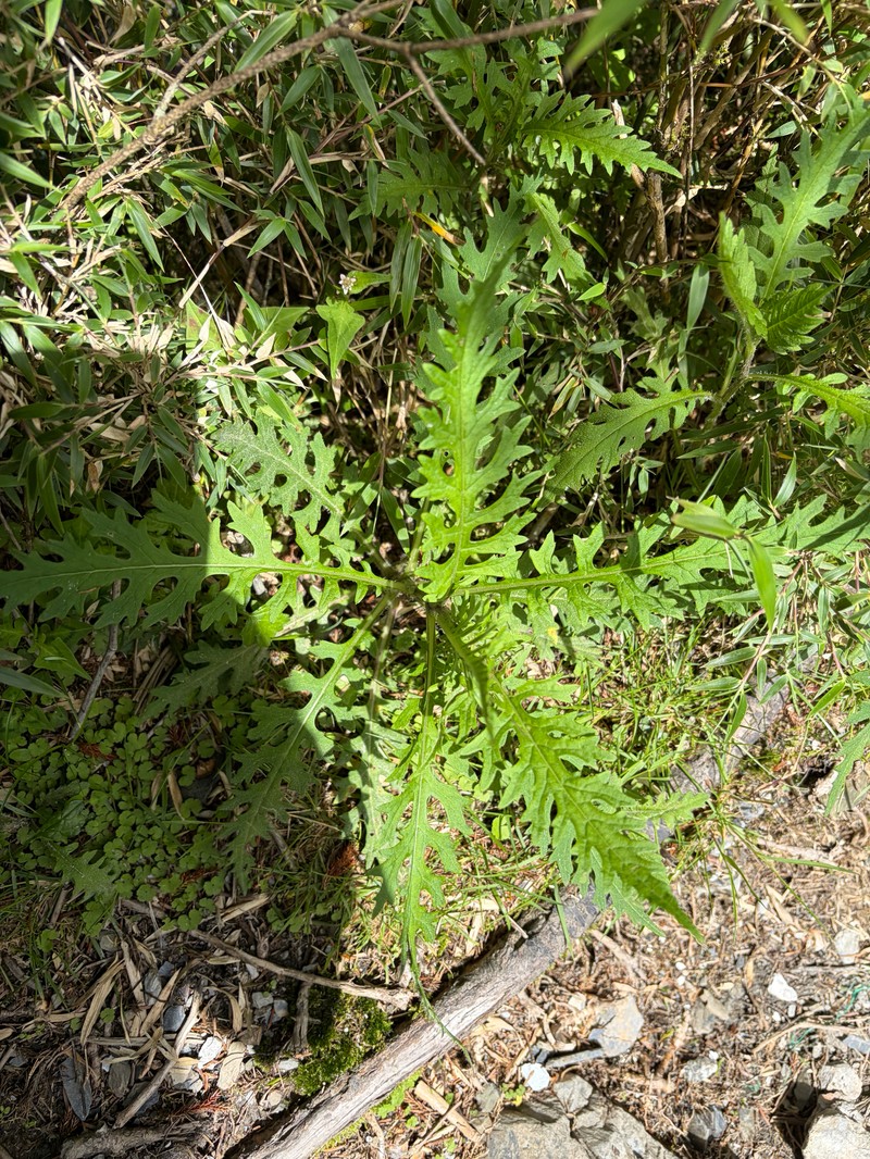 Jacobaea morrisonensis