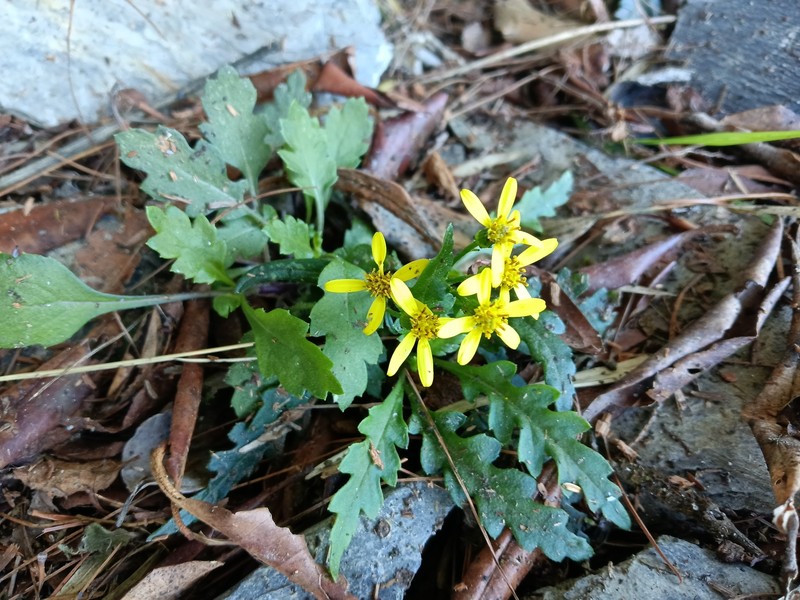 Jacobaea morrisonensis photo 2