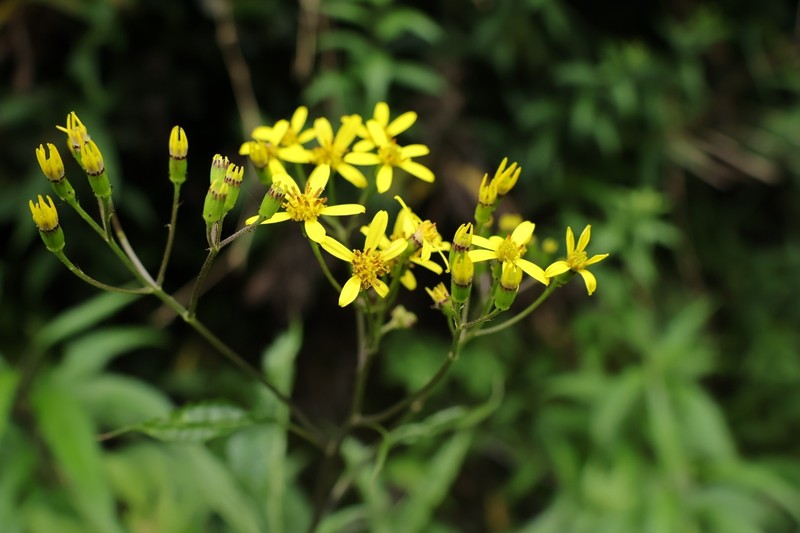 Jacobaea morrisonensis photo 3