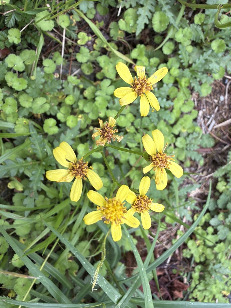 Jacobaea morrisonensis photo 4