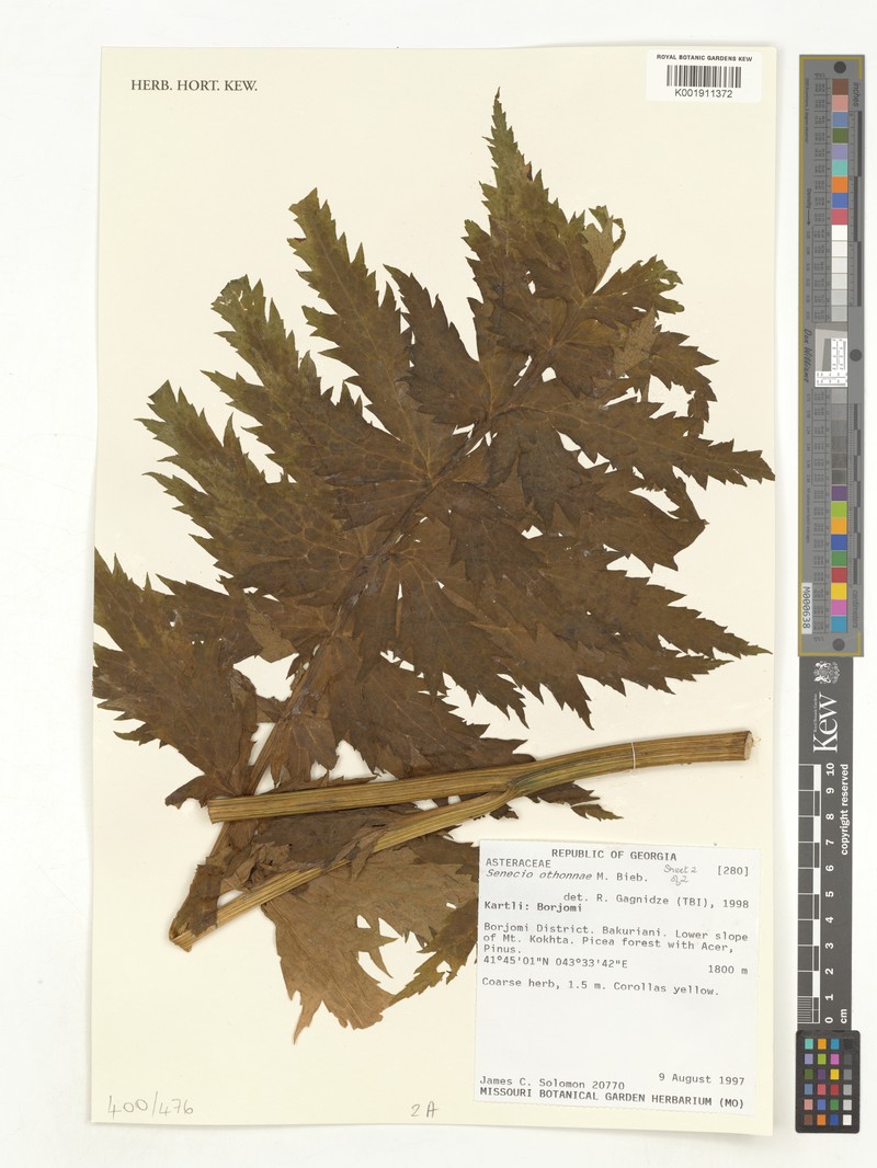 Jacobaea othonnae subsp. othonnae
