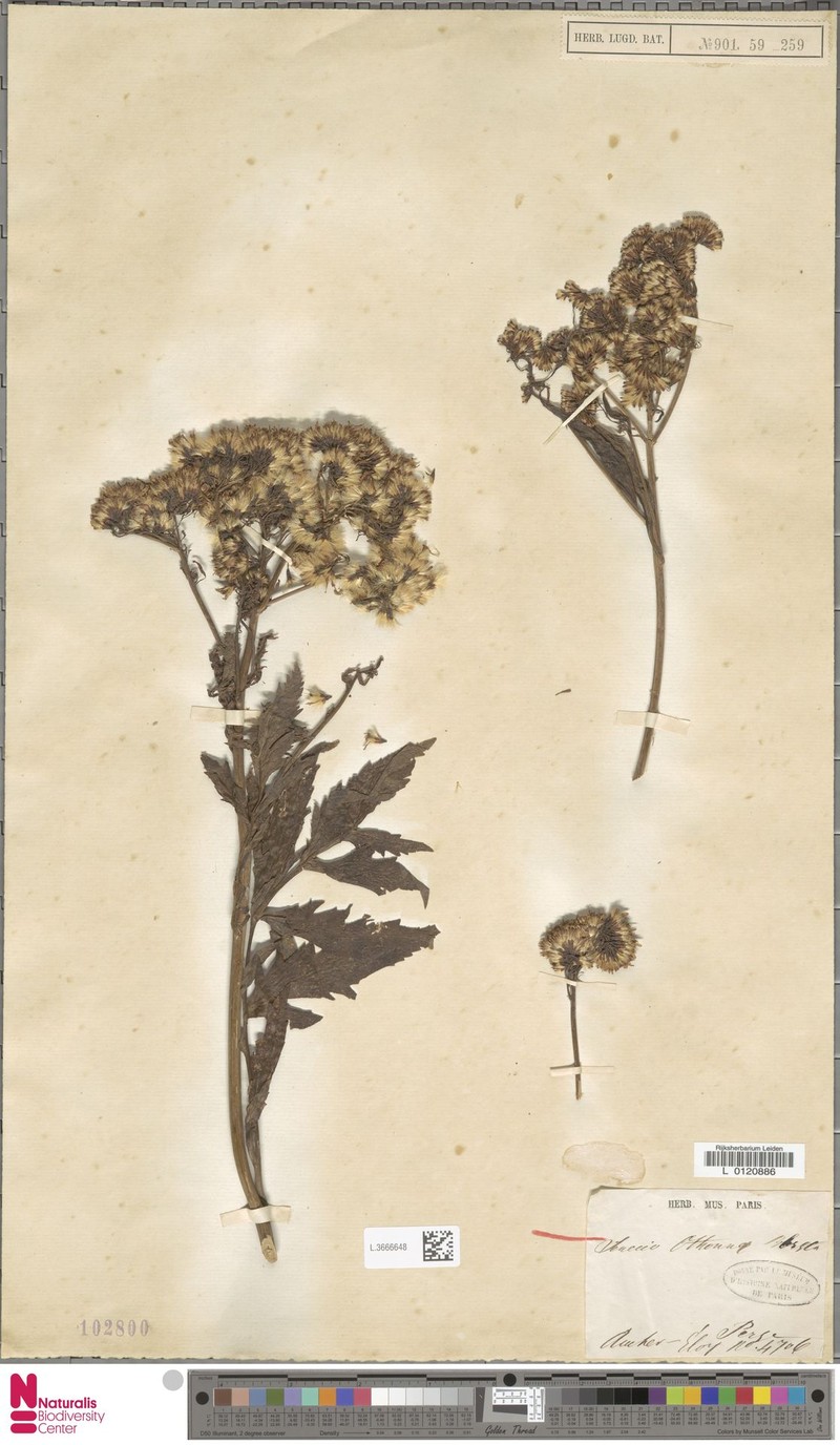 Jacobaea othonnae subsp. othonnae photo 3
